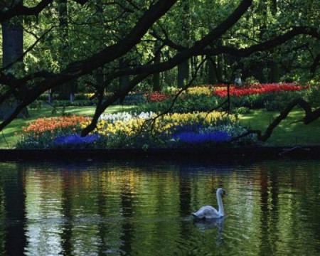 Асканія-Нова